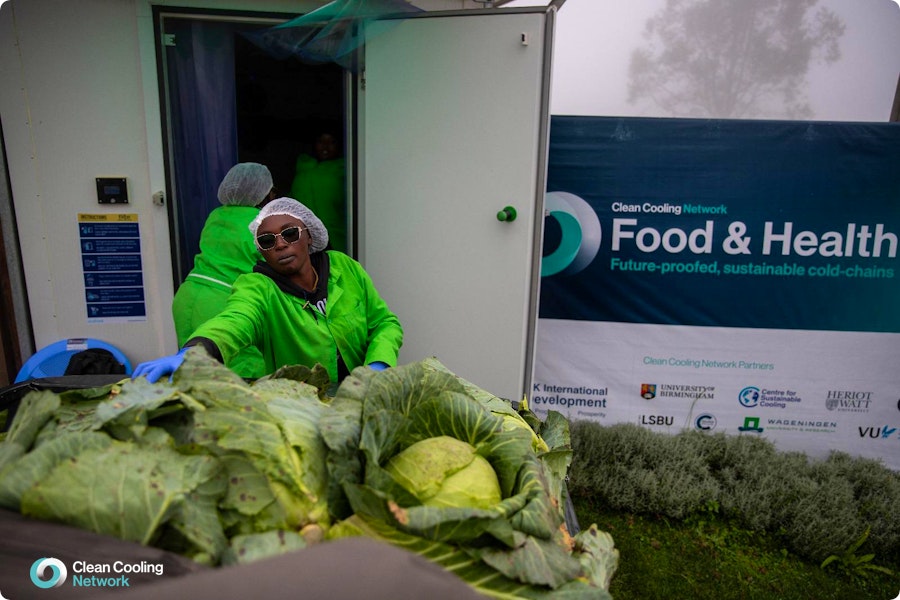 Kenya farmers loading cabbages to a cooling room
