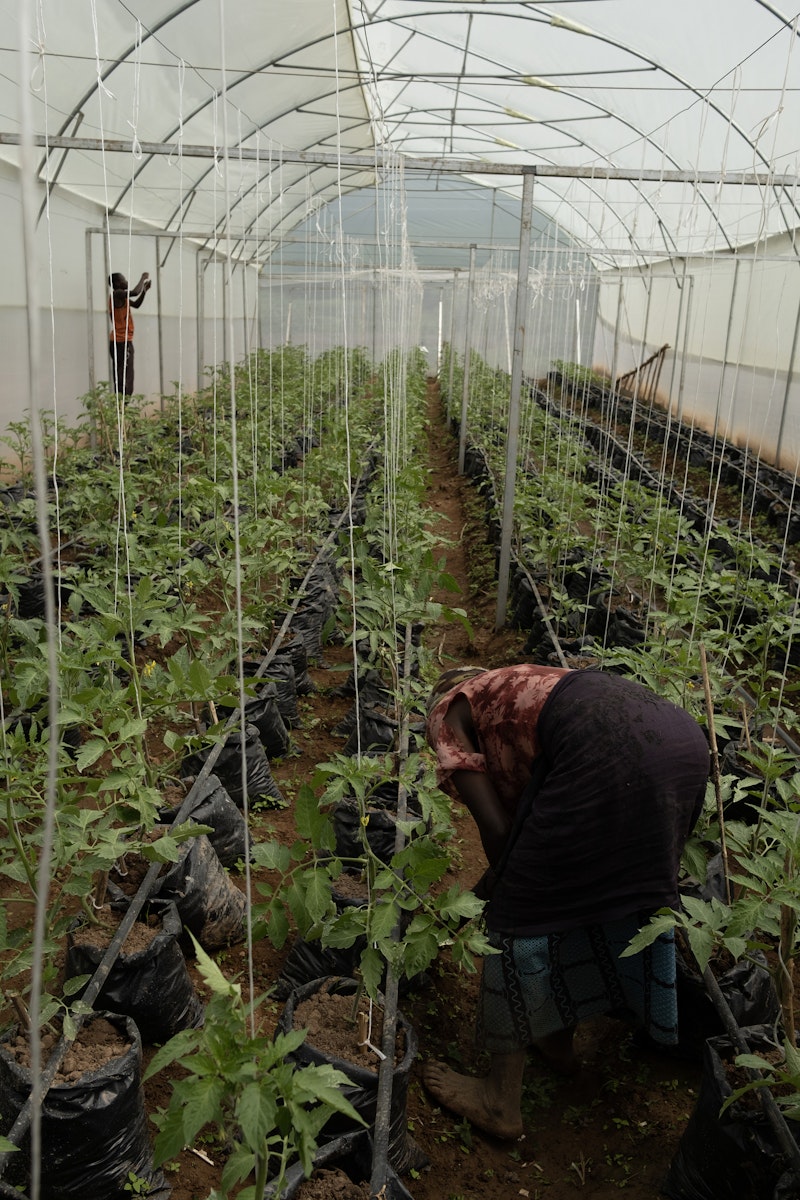 A greenhouse in Rwanda