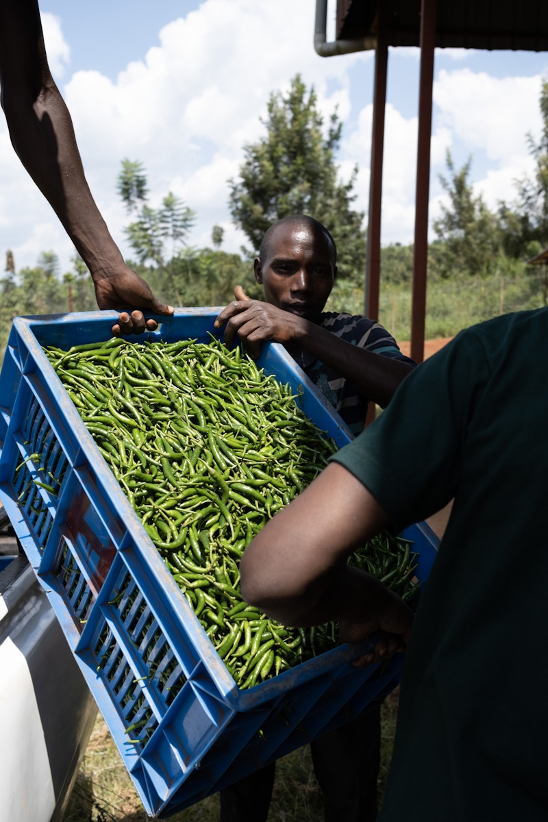 A crate of chillies being loaded