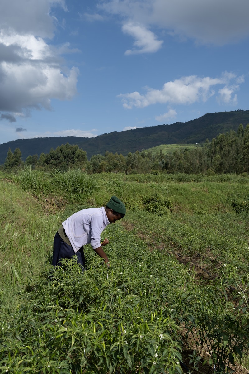 A farmer picks chillies