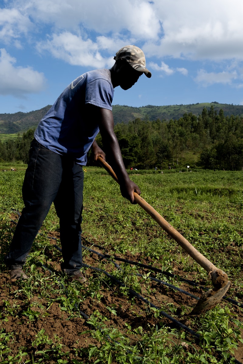 Rwandan farmer hoes the field