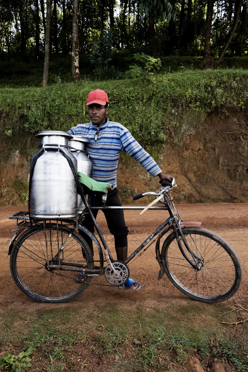 Transporting milk by bicycle