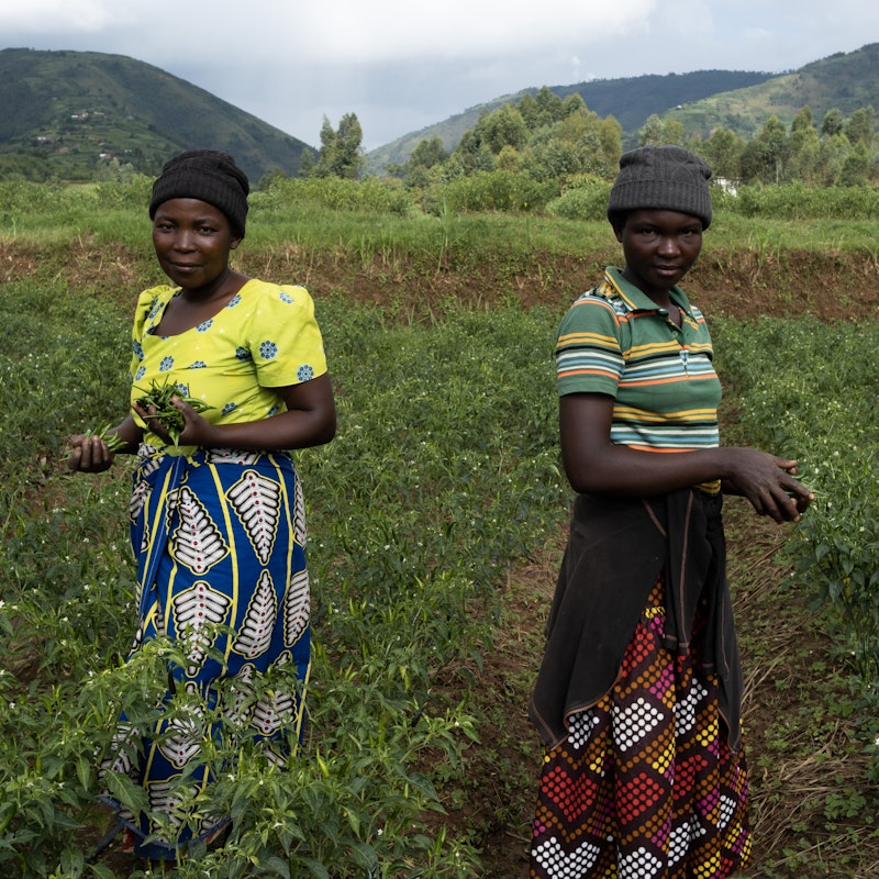 Two female farmers picking chillies