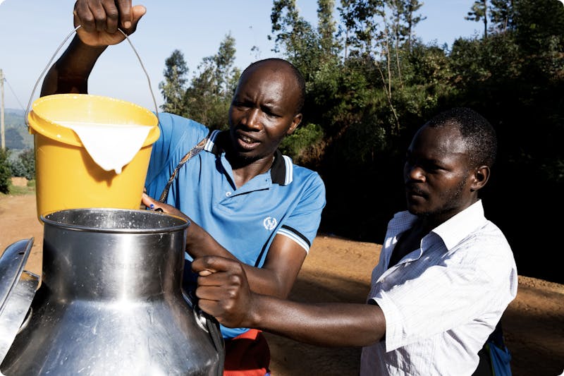 Milk being collected in Rwanda