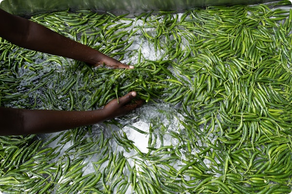 Photo of chillies being sorted