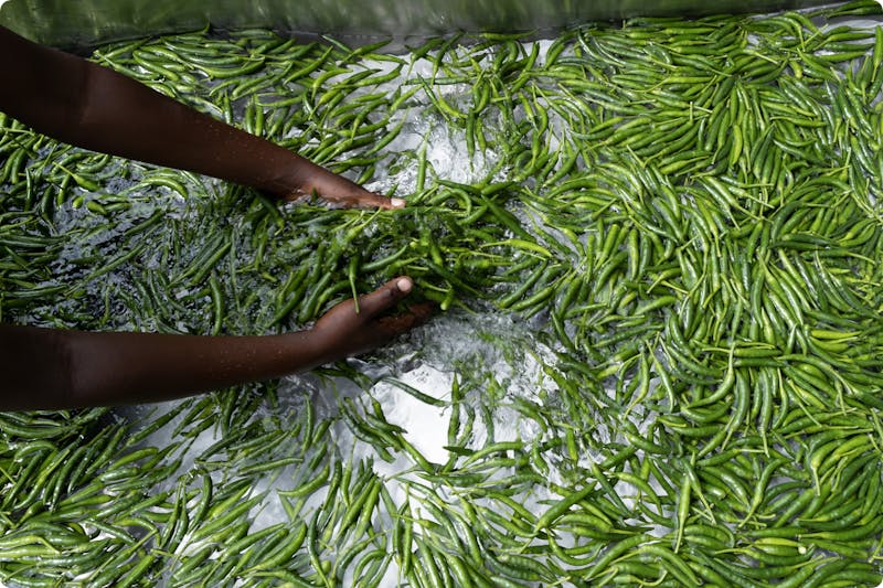Chillies being dried and sorted
