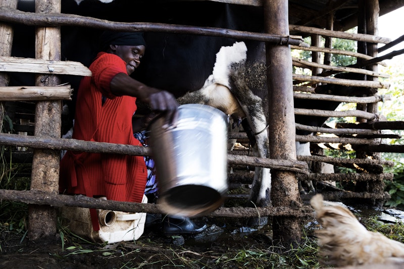 A woman milking a cow