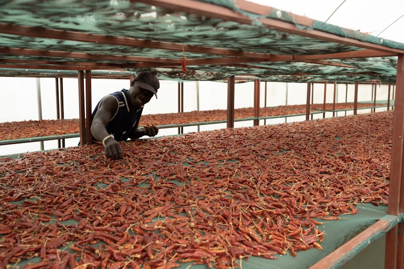 Chillies being dried and sorted