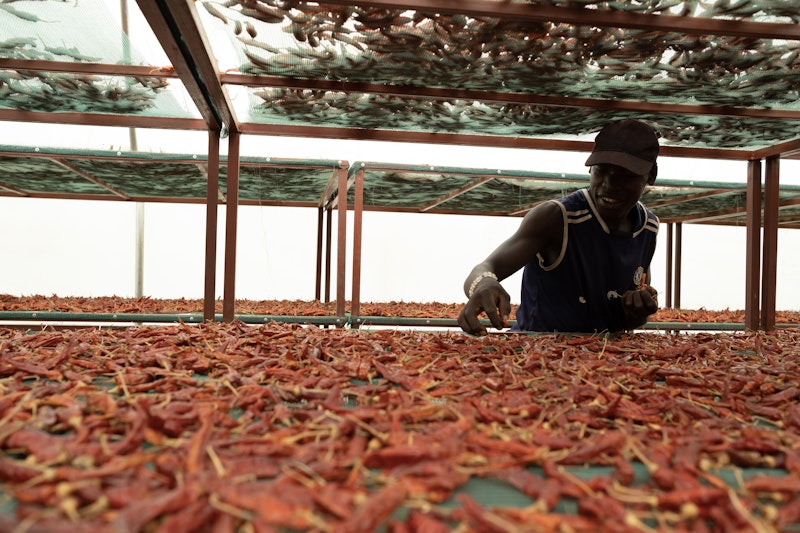 Sorting dried chillies