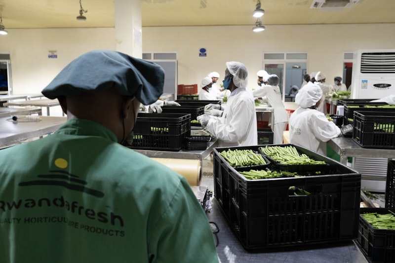 Workers packing green beans