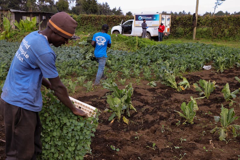 Farmers in Kenya during harvest