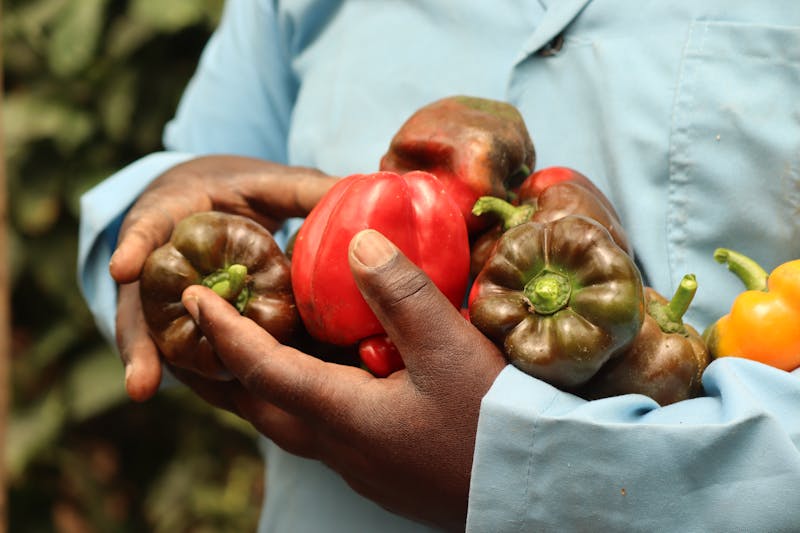 Higher value crops include bell peppers
