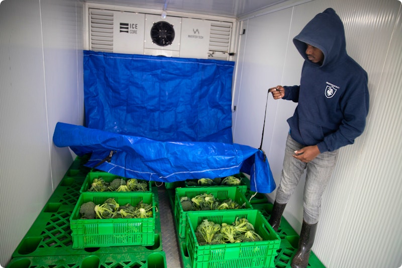 Farmer storing broccoli in cold room