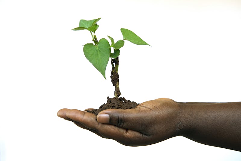 An emblem of growth and prosperity - a man holding a growing plant