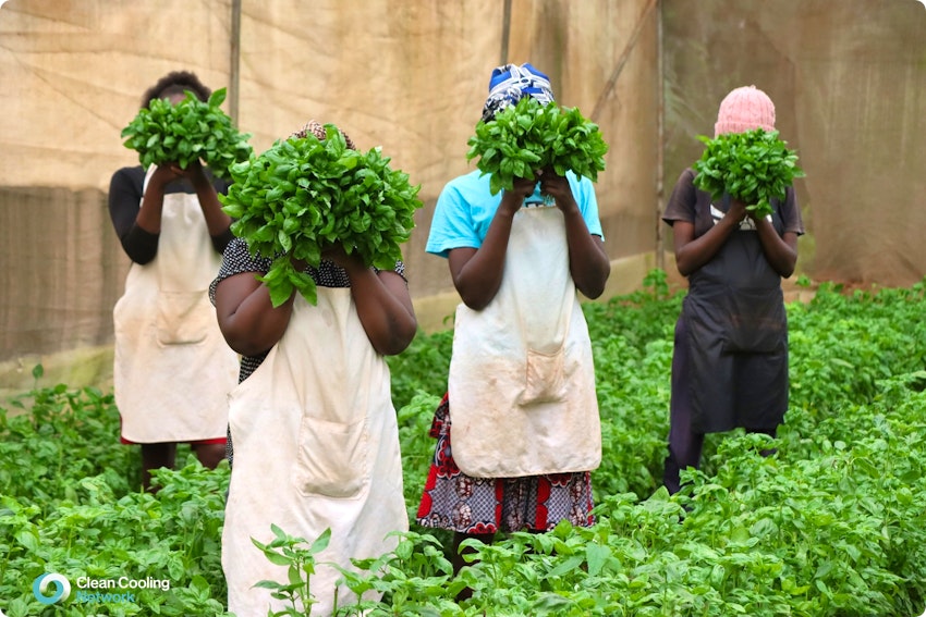 Women harvesting basil before sorting, cooling, and grading.