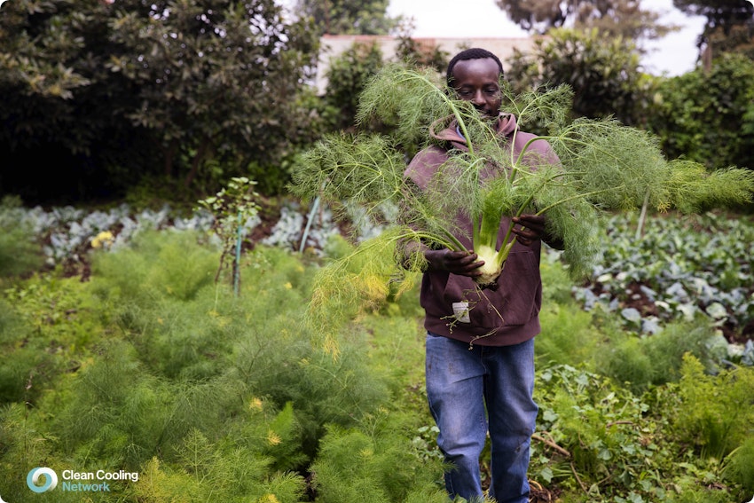 Kimani grows fennel